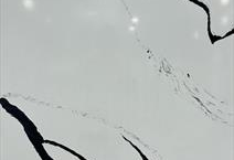 Calacatta Panda White